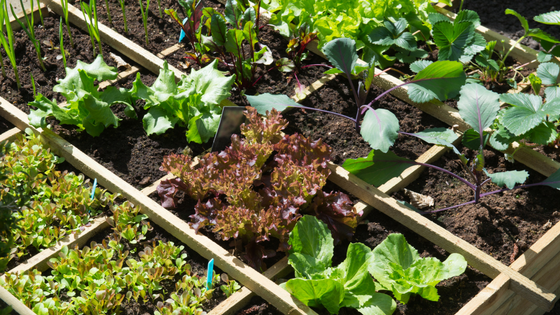 What is indoor gardening?
