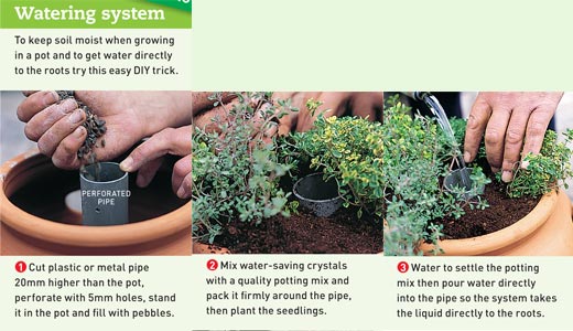 garden tips for beginners