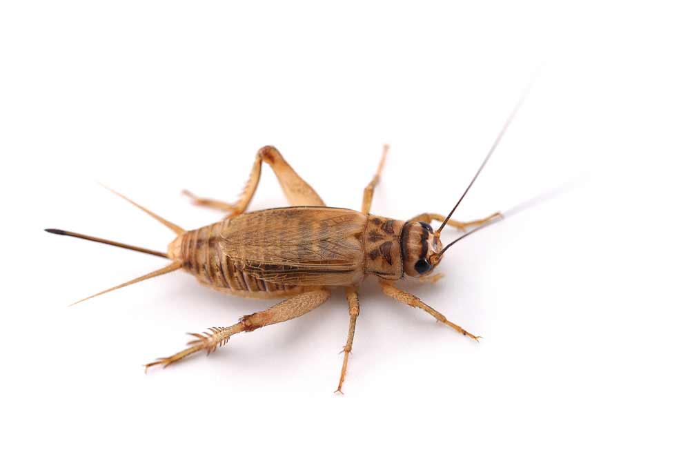 different types of crickets