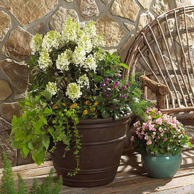 Growing vegetables in soil bags
